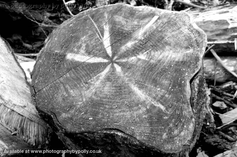 Wooden Petals