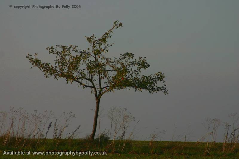 Apfel Baum