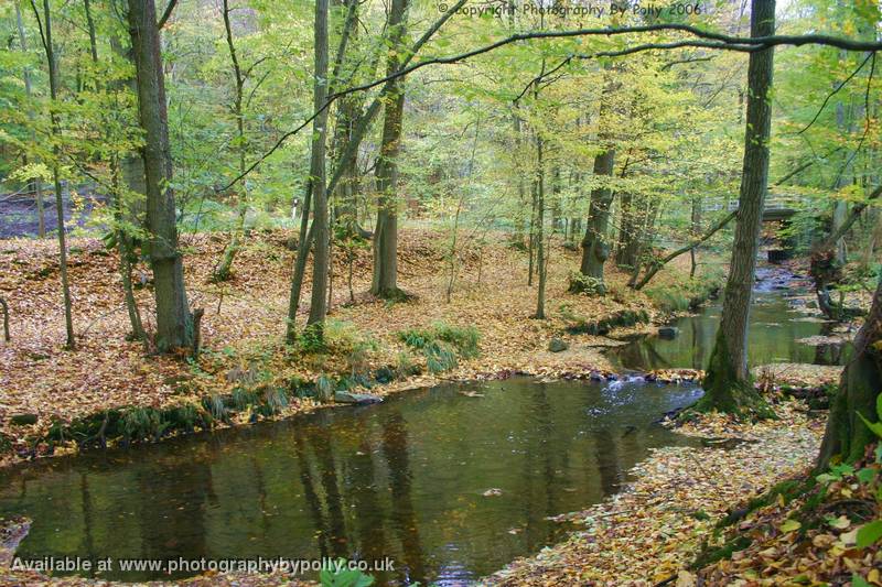 Autumn Bridge