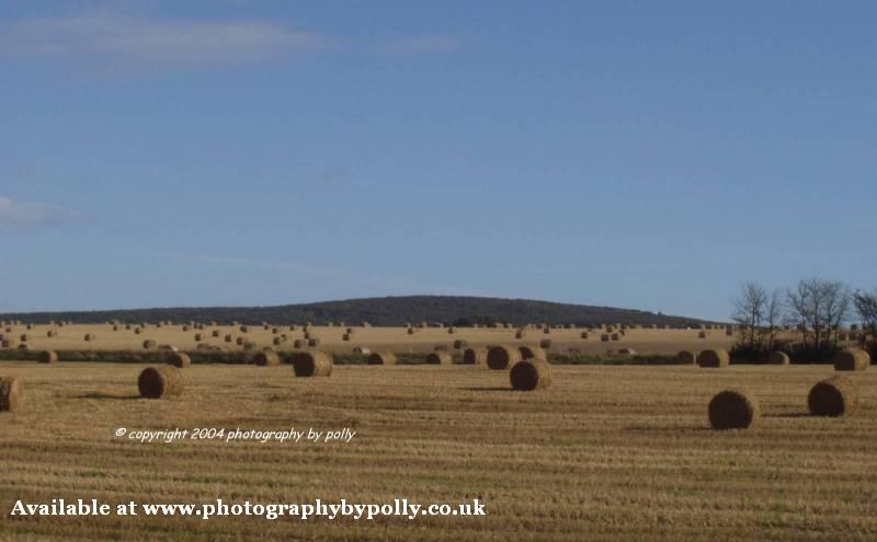 Bales