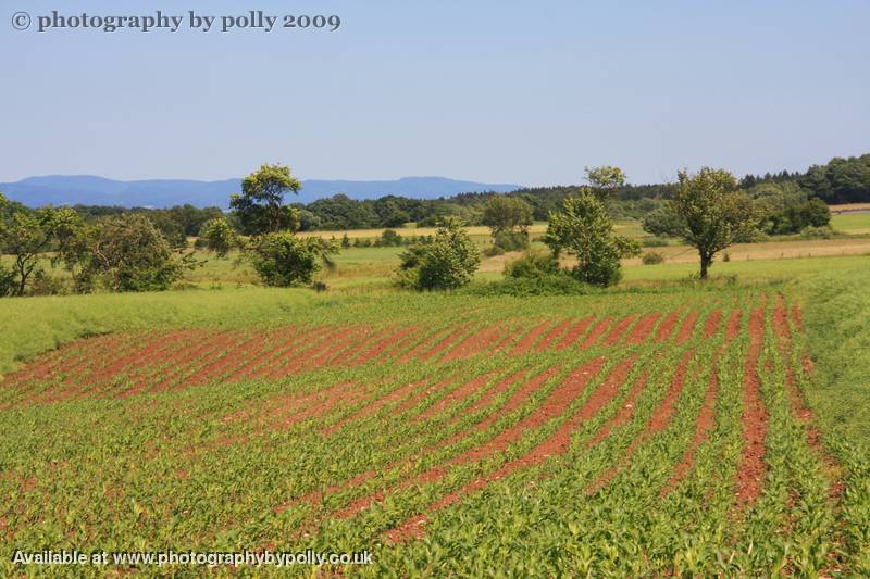 Crops