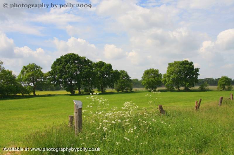 Dusty Fields