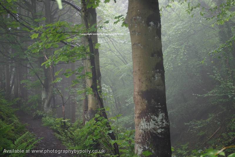 Forest Mist