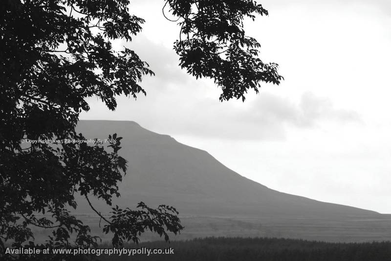 Gray Ingleborough