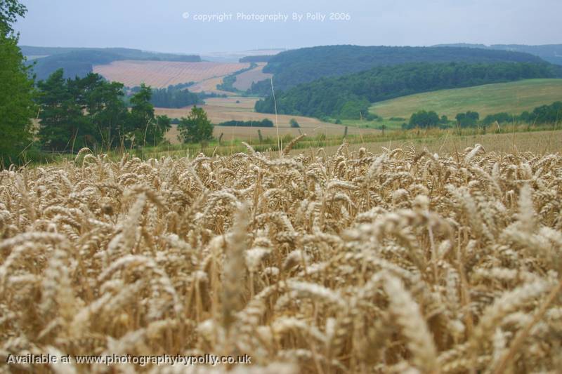 Harvest Time