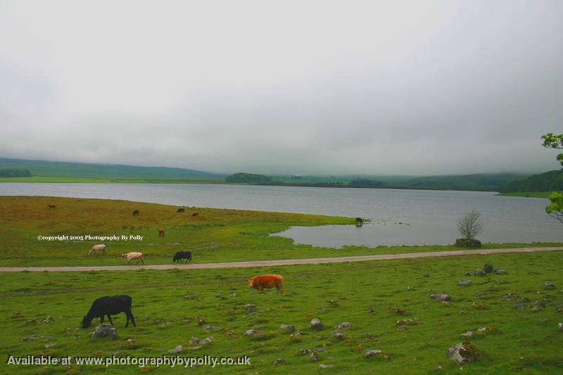 Malam Tarn Cows