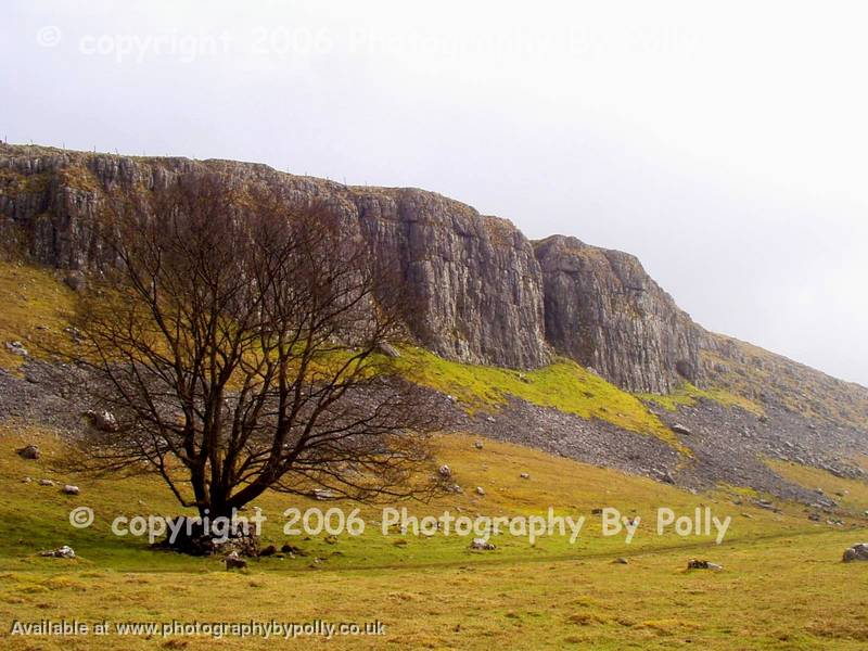 Malham Tree