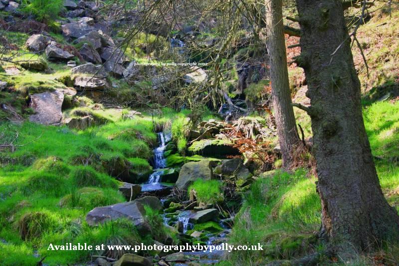 Moss Rocks