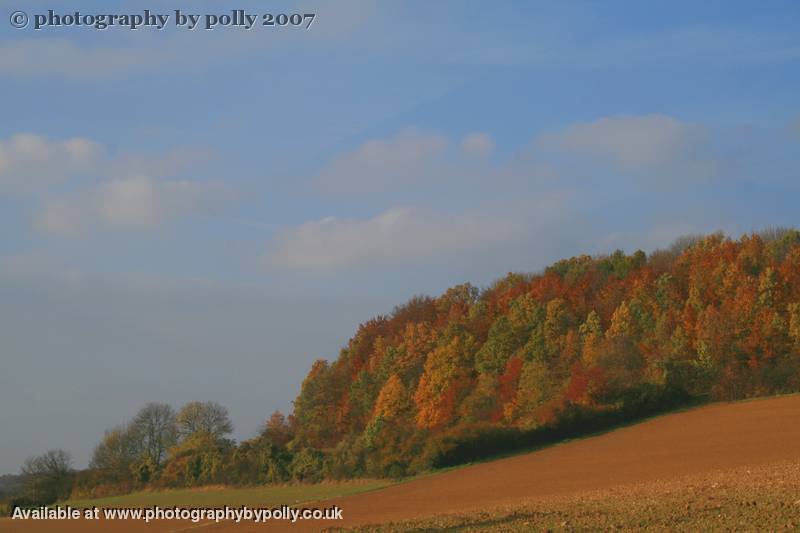 Patchwork Trees