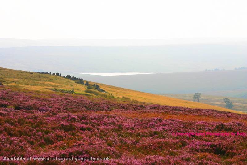 Pink Heather