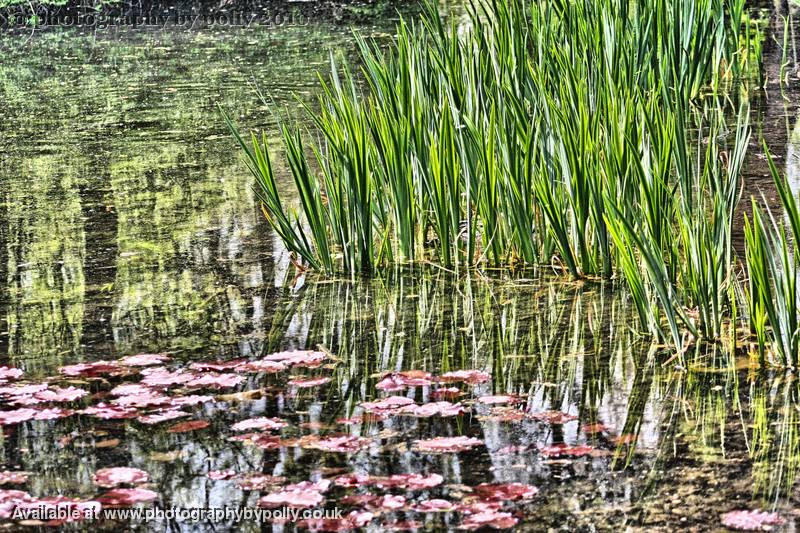 Reed Tips