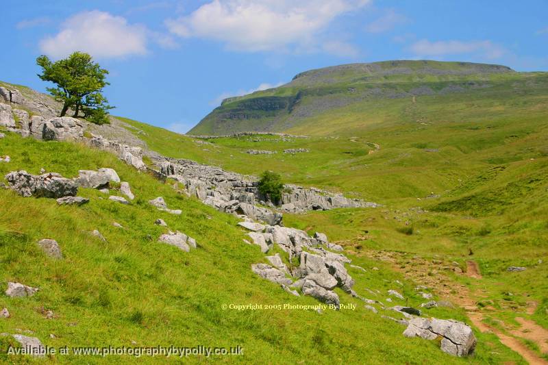 Rocky Mountain Path