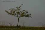 Apfel Baum