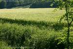 Grain Fields