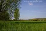 Grass Waves