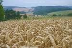 Harvest Time