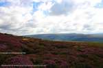 Heather Drop View