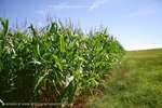 Miles Of Corn Cobs