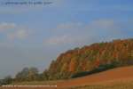 Patchwork Trees