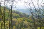 Valley Trees