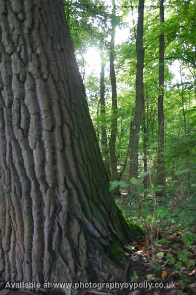 Tree Of Time