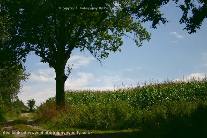 Tree Top Path