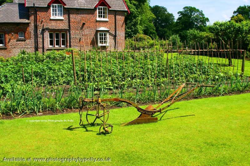 Vegetable Garden