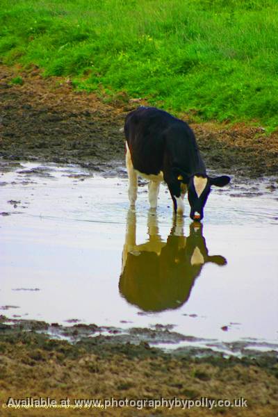 Calf Reflect