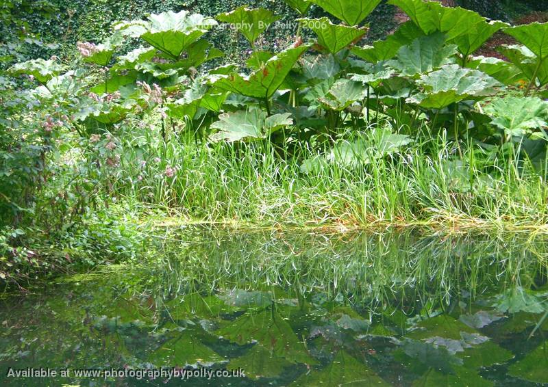 Leaf Reflections