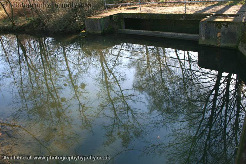 Mistletoe Water