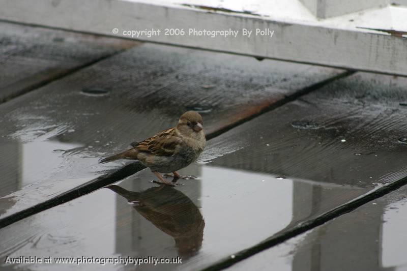 Sparrow Mirror