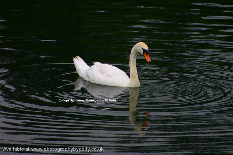 Swan Reflection