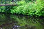 Ferns Reflection