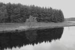 Grey trees......reflections