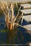 Reed Reflection