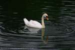 Swan Reflection