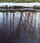 Water Trees