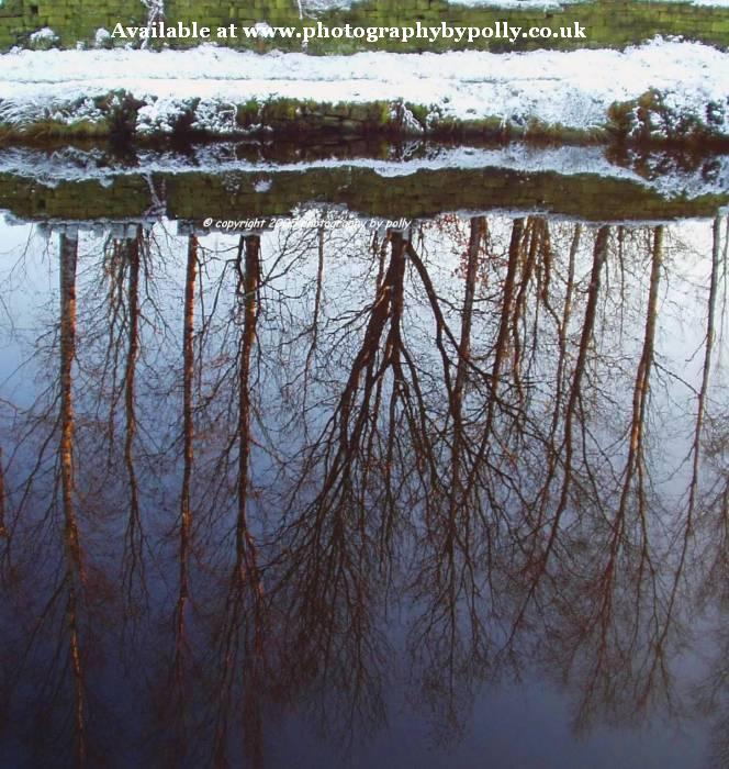 Water Trees