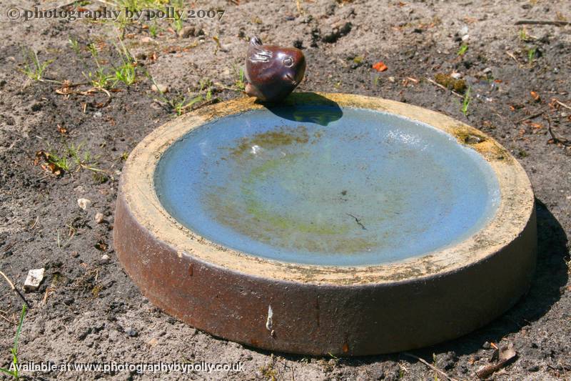 Birdy Bath