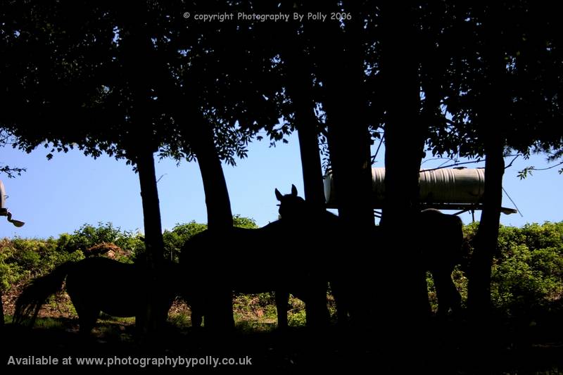 Afternoon Shadow