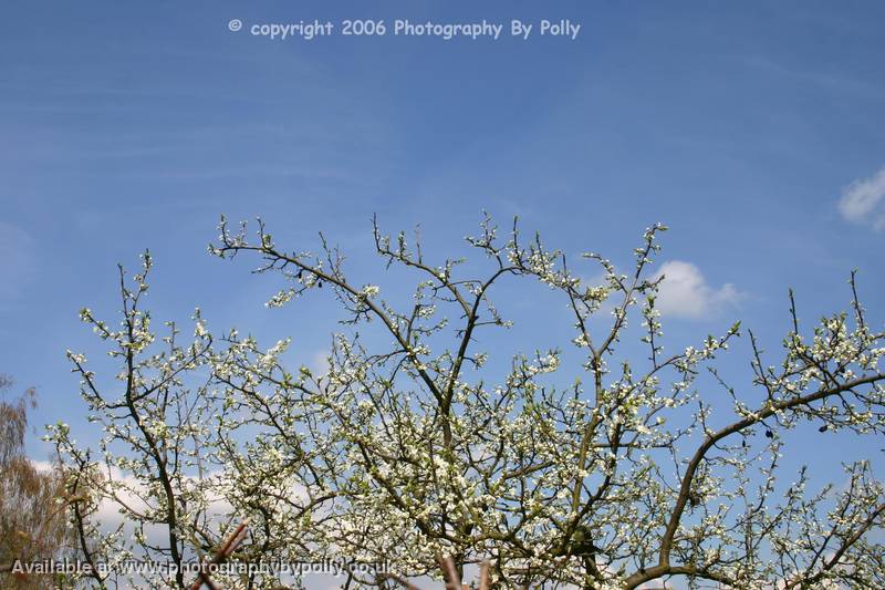 Blossom SKy