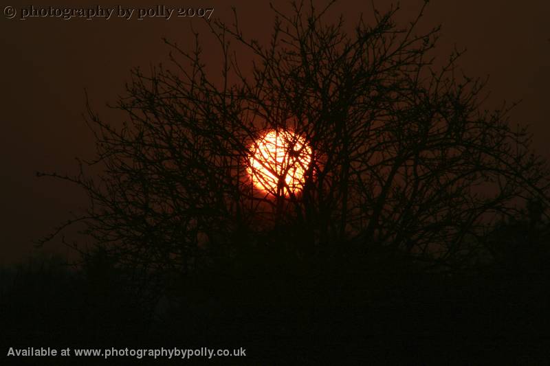 Burning Bush