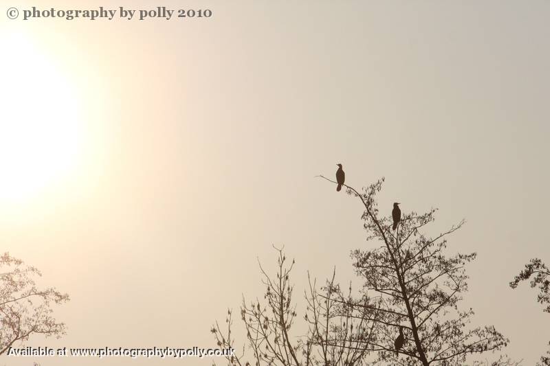 Cormorant Sunset