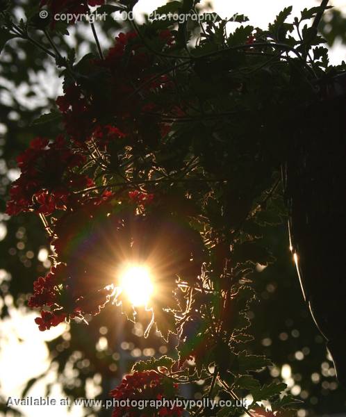 Flower halo