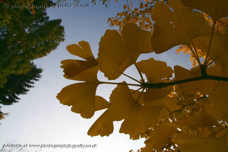 Ginko