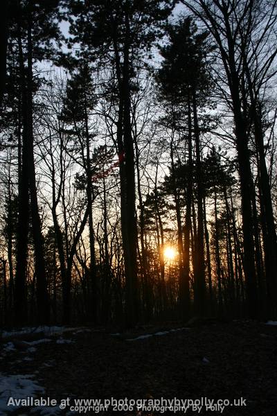 Golden Treetops