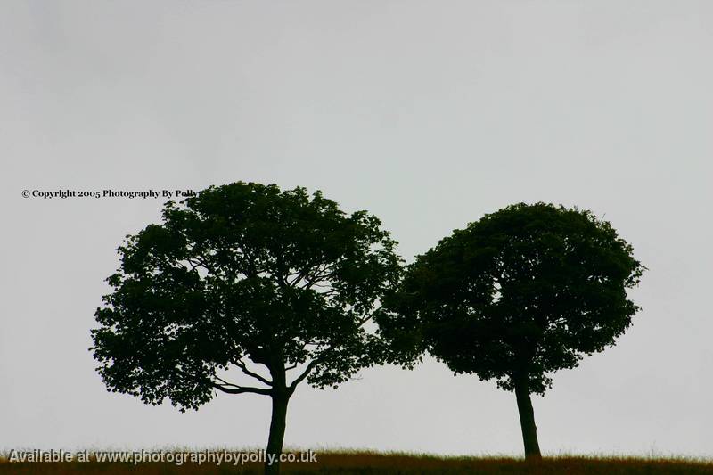 Kissing Trees