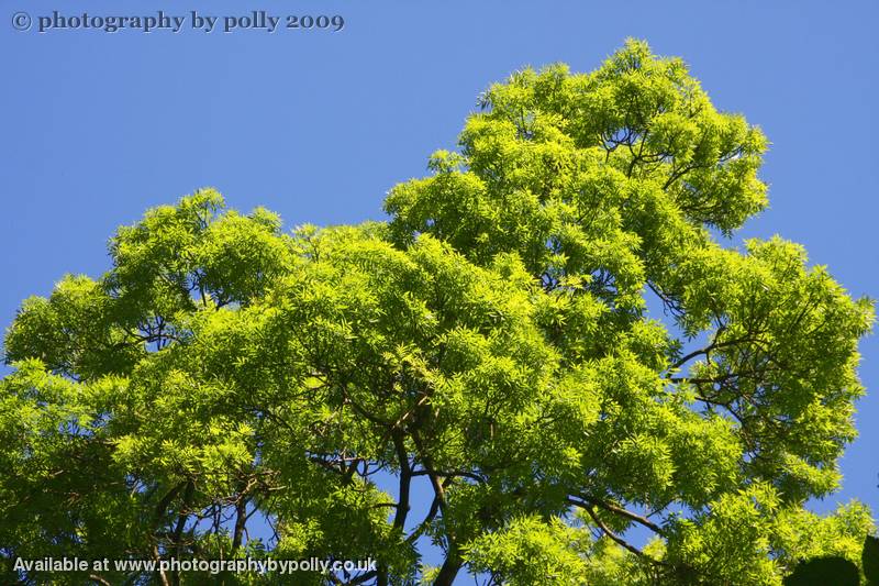 Lime Leaves