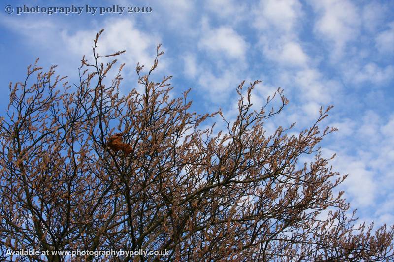 Lonely Leaf