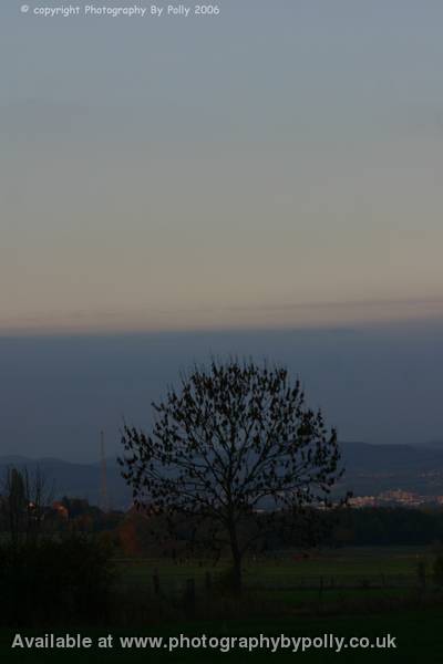 Lonely Tree